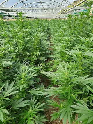 Alplant GmbH