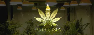 Ambrosia CSC e.V.