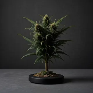Asociación Ateca Marihuana Badalona