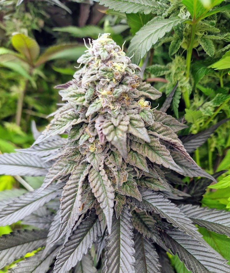 BDK - Cannabis Social Club e.V.