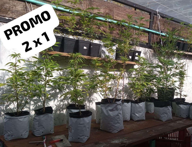 CANNABICHOS GROW SHOP