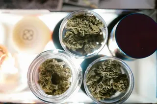 Cannabis Boss Buds weed
