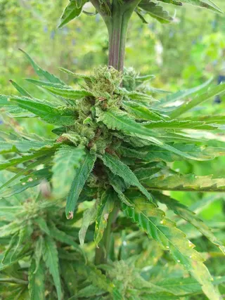 Cannabis Licensing Authority
