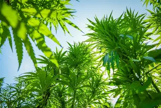 Cannabis Nature - polskie konopie lecznicze, olejki CBD
