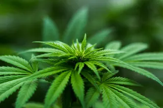 Cannabis plug
