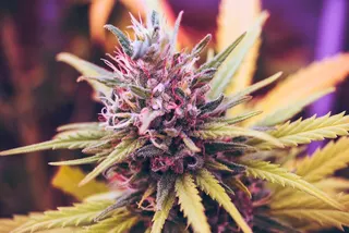Cantura Cannabis Club