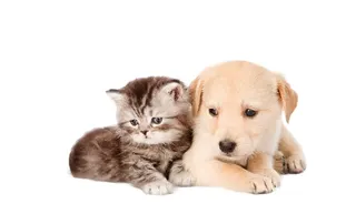 Care4pets