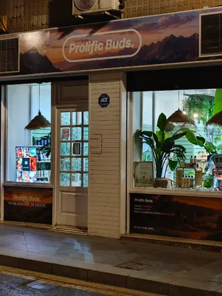 CBD Elche Prolific Buds