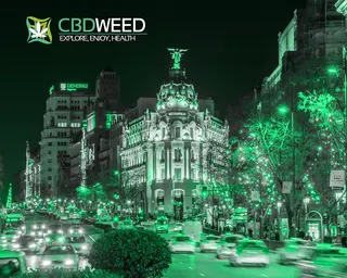 CBD WEED
