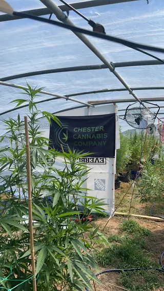 Chester Cannabis Co.