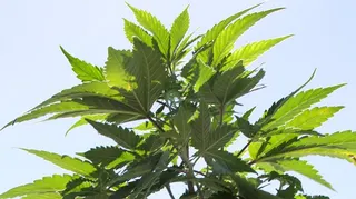 CSC CANNABIS ABOGADOS