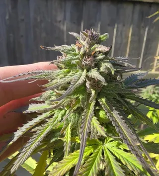 Discount Cannabis Seeds