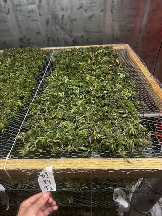 Ent Company