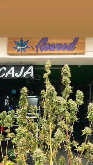 FLOWEED—BOGOGROW