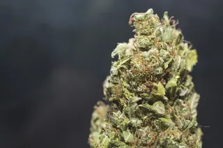 Green Medical CBD