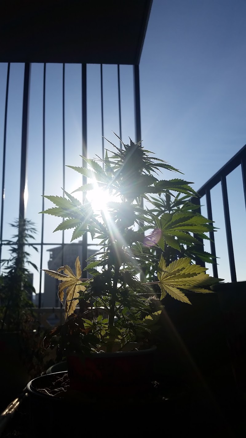 Hawaii Veteran's Cannabis Alliance HVCA