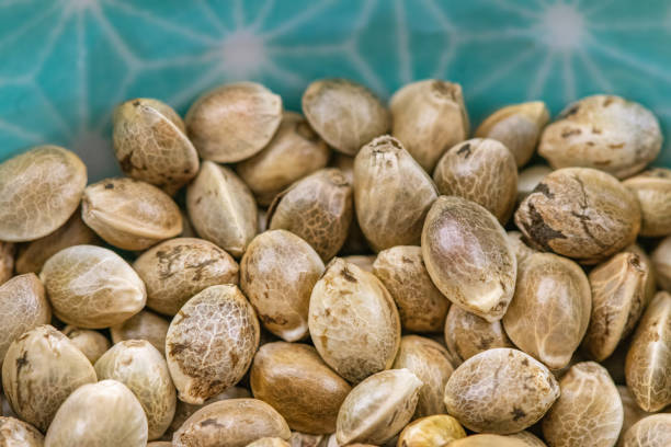 London seed center - cannabis seeds store