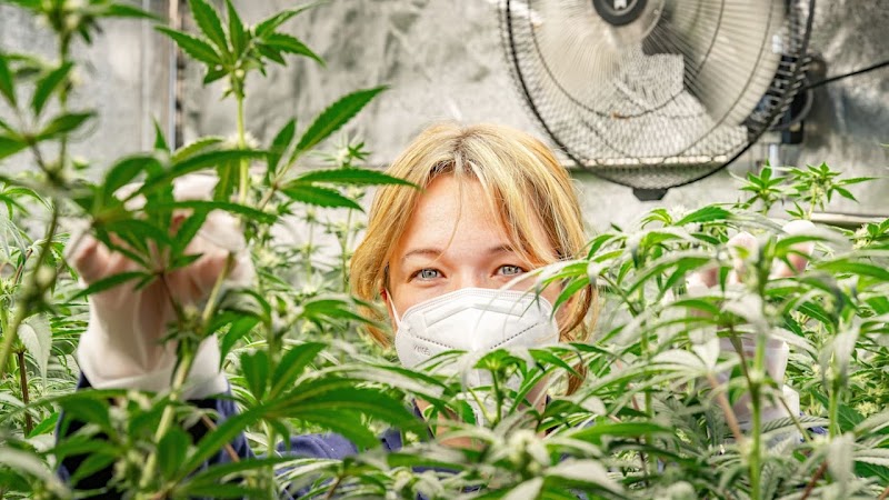 Lucas Green e.V. - Cannabis Club in Berlin-Weißensee