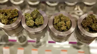 marijuana chronic center