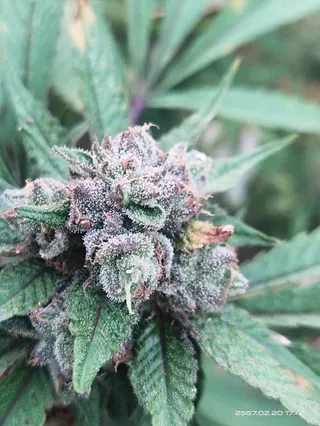 Meat Cannabis