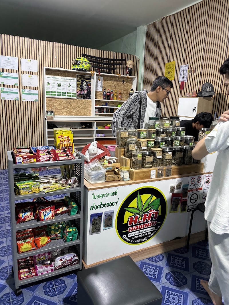 ม.ม้า O.G 420 Ganja Cannabis