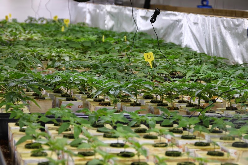 Paradise Seeds - Cannabis Seeds Shop