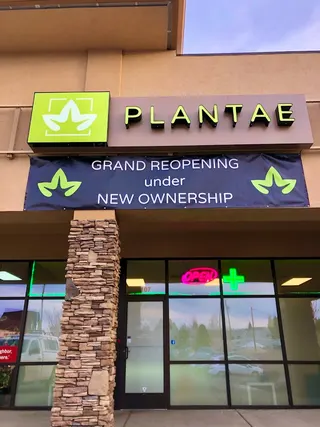 Plantae