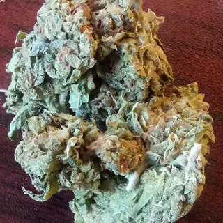 #POWERFLOWERS