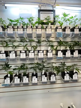 Sweet Leaf Cannabis