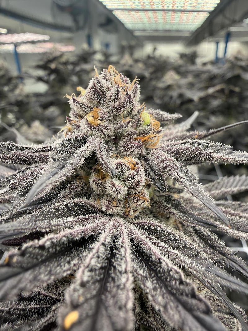 The 420 Doctor - Medical Cannabis Dispensary