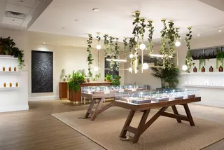 The Botanist Worcester Dispensary