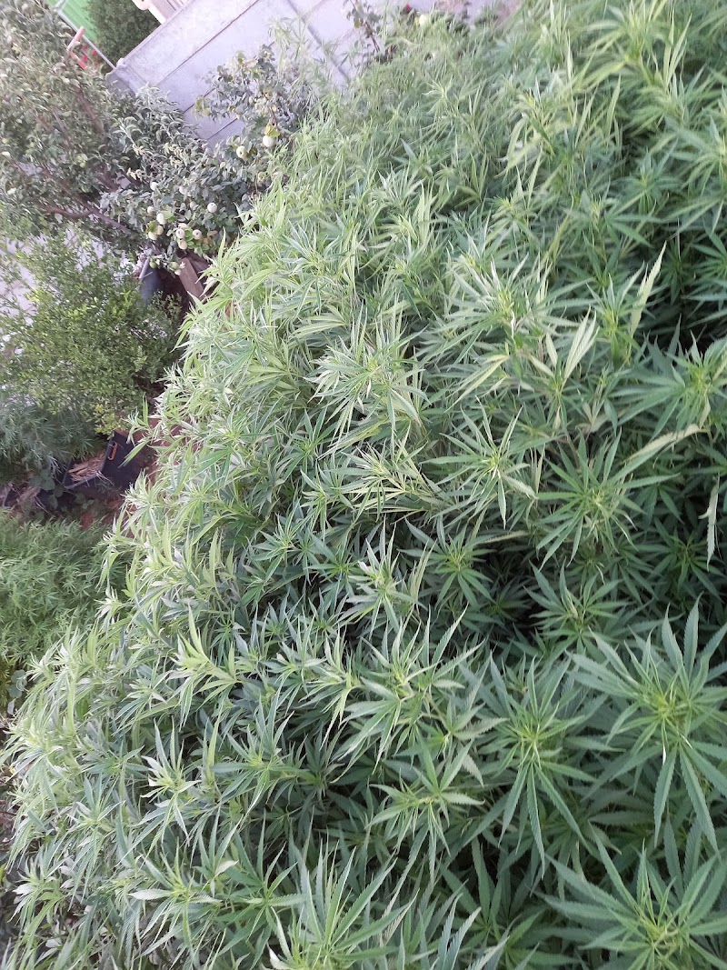 The Misfits Cannabis Club