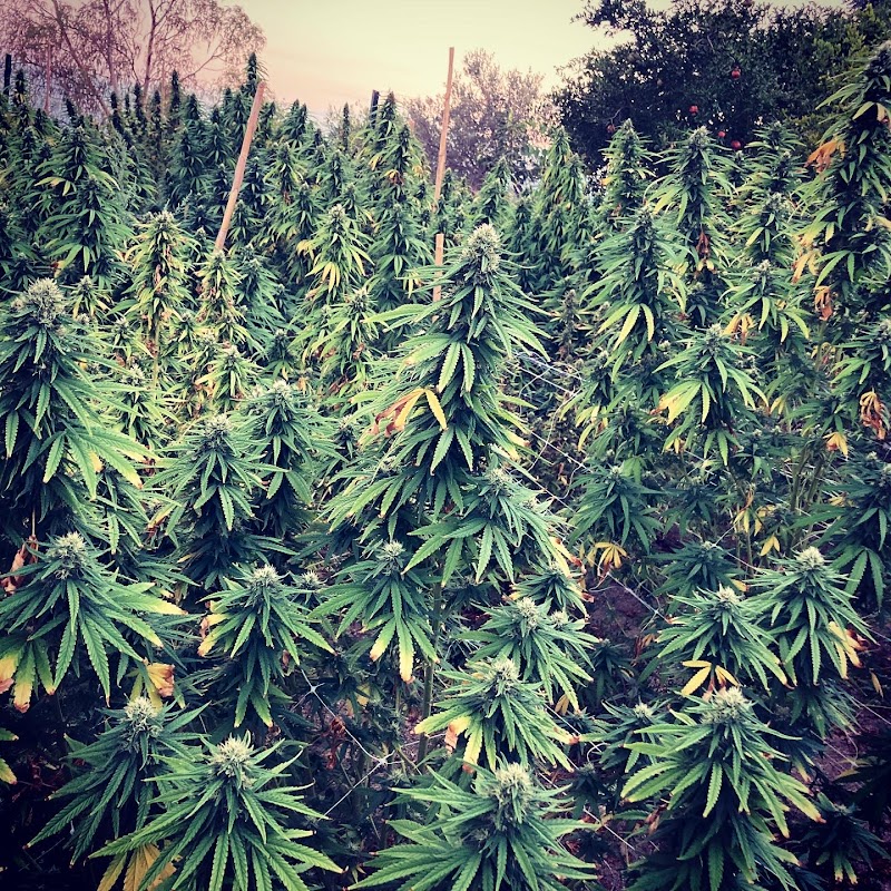 WEEDita420 - Cannabis Store CBD