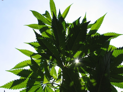 CSC CANNABIS ABOGADOS, photo 2