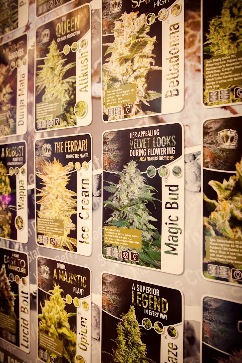 Paradise Seeds - Cannabis Seeds Shop
