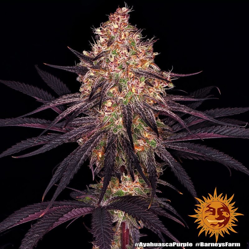 VidaBohemia CBD, photo 5