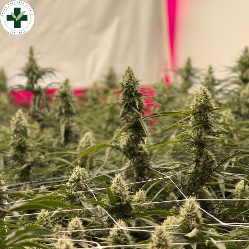 Texas Cannabis Clinic, foto 6