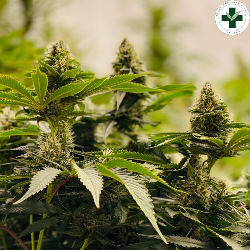 Texas Cannabis Clinic, foto 7